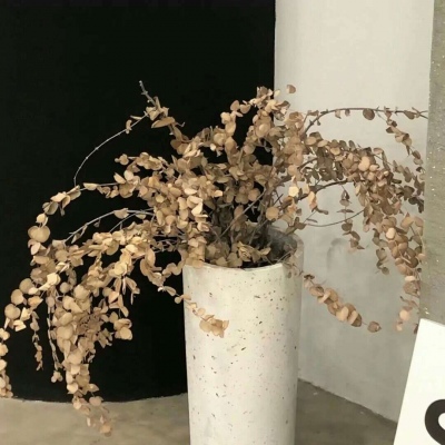 兽设物种设计灵感福瑞交流群